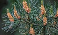 Selective focus shot of Scots pine branches with yellow pollen-producing male cones Royalty Free Stock Photo