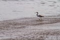 Selective focus shot of a seabird with a long beak walking in the water Royalty Free Stock Photo