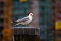 Selective focus shot of a seagull perched on a wooden pole Royalty Free Stock Photo