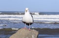 Selective focus shot of a seagull standing on a rock by the beach while facing the camera Royalty Free Stock Photo