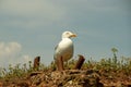 Selective focus shot of a seagull under the sunlight Royalty Free Stock Photo