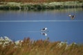 Selective focus shot of seagulls hanging out on the lake in Reserva Laguna Nimez, El Calafate Royalty Free Stock Photo