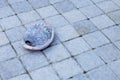 Selective focus shot of a seashell on the ground Royalty Free Stock Photo