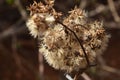 Selective focus shot of a senecio plant Royalty Free Stock Photo