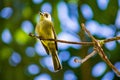 Selective focus shot of a sepia-capped flycatcher bird perched on a tree branch Royalty Free Stock Photo