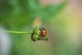 Selective focus shot of a Seven-spot ladybug on a green leaf Royalty Free Stock Photo