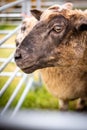 Selective focus shot of a sheep head Royalty Free Stock Photo