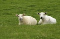 Selective focus shot of sheep laying on a grassy field