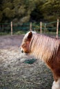 Selective focus shot of the shetland pony grazing in the field Royalty Free Stock Photo