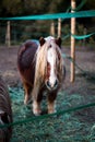 Selective focus shot of the shetland pony grazing in the field Royalty Free Stock Photo