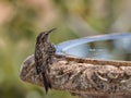 Selective focus shot of a short-toed treecreeper bird Royalty Free Stock Photo