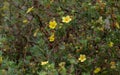 Selective focus shot of shrubby cinquefoils growing in a field Royalty Free Stock Photo