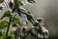 Selective focus shot of a silhouette of a plant with a small insect on its stem