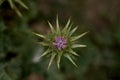 Selective focus shot of a Silybum plant with blurred background Royalty Free Stock Photo