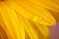 Selective focus shot of a single dewdrop on  a bright yellow petal of a flower Royalty Free Stock Photo