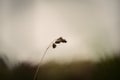 Selective focus shot of a single reed