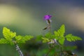 Selective focus shot of a single small purple flower growing on a green leaf on blurred background Royalty Free Stock Photo