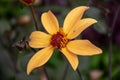 Selective focus shot of a single yellow dahlia flower from the garden Royalty Free Stock Photo