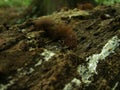 Selective focus shot of a slimy slug crawling on a brown tree trunk in a forest in Belgium Royalty Free Stock Photo