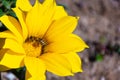 Selective focus shot of a small bee collecting the nectar from a yellow flower Royalty Free Stock Photo