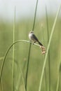 Selective focus shot of a small bird standing on the tall grass leaf with blurred background Royalty Free Stock Photo