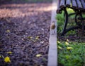 Selective focus shot of a small bird walking and wondering around