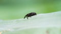 Selective focus shot of a small black beetle on a green leaf Royalty Free Stock Photo