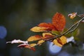 Selective focus shot of a small branch of yellow autumn leaves on blurred background Royalty Free Stock Photo