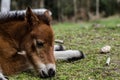 Selective focus shot of a small brown donkey lying on the grass-covered field Royalty Free Stock Photo
