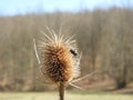Selective focus shot of a small bug flying near a dry brown teasel plant Royalty Free Stock Photo