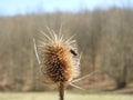 Selective focus shot of a small bug flying near a dry brown teasel plant