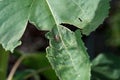 Selective focus shot of a small bug on a green leaf Royalty Free Stock Photo