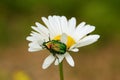 Selective focus shot of a small bug sitting on a chamomile Royalty Free Stock Photo