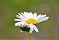 Selective focus shot of a small bug sitting on a chamomile Royalty Free Stock Photo