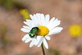 Selective focus shot of a small bug sitting on a chamomile Royalty Free Stock Photo