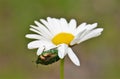 Selective focus shot of a small bug sitting on a chamomile Royalty Free Stock Photo