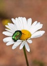 Selective focus shot of a small bug sitting on a chamomile Royalty Free Stock Photo