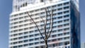 Selective focus shot of a small leafless tree in front of La Marseillaise in Marseille, France