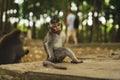 Selective focus shot of a small macaque