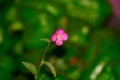 A selective focus shot of a small pink flower having green blurred background