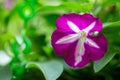 Selective focus shot of a small purple Petunia with white marks on leaves Royalty Free Stock Photo
