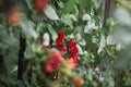Selective focus shot of small red garden roses growing on the bush Royalty Free Stock Photo