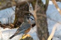 A selective focus shot of a small robin perched on a branch in a snowy forest Royalty Free Stock Photo