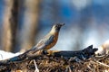 A selective focus shot of a small robin perched on a branch in a snowy forest Royalty Free Stock Photo