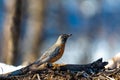 A selective focus shot of a small robin perched on a branch in a snowy forest Royalty Free Stock Photo