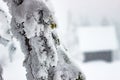 Selective focus shot of a small trunk of a pine tree covered with