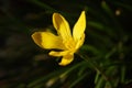 Selective focus shot of a small yellow flower with a blurred background Royalty Free Stock Photo