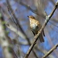 Selective focus shot of a song thrush bird perched on a tree branch Royalty Free Stock Photo