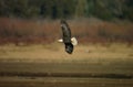 Selective focus shot of southern bald eagle flying with opened wings Royalty Free Stock Photo