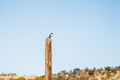 Selective focus shot of a southern fiscal bird sitting on a wooden pole Royalty Free Stock Photo